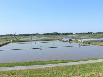 田植えも済みました