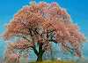 王仁塚の桜