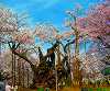 実相寺の神代桜