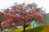 高遠城址の桜