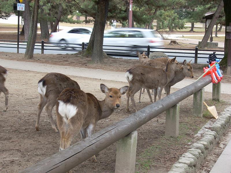 奈良公園の鹿