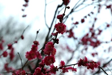 紅梅