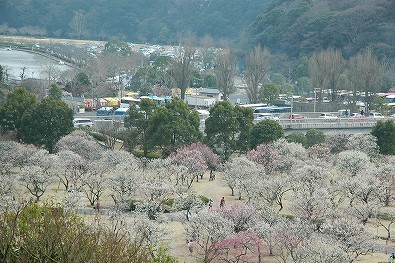 偕楽園の梅、梅、梅