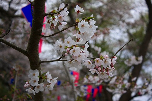 6分咲き 6分咲き