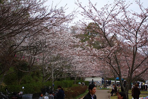 園内の桜 園内の桜