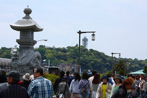 6分咲き 6分咲き
