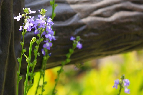 紫の花 紫の花