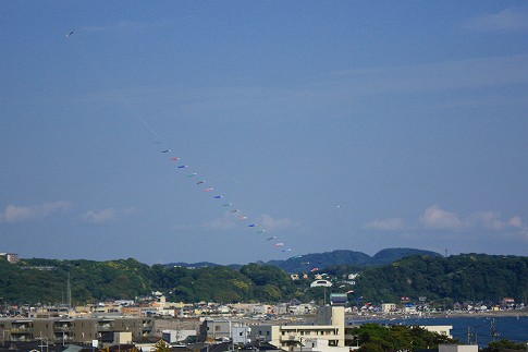 鯉のぼりが凧で挙げてもらってました 鯉のぼりが凧で挙げてもらってました